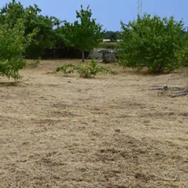 Desbroce de fincas y parcelas Guadalajara Limpieza de terrenos Guadalajara