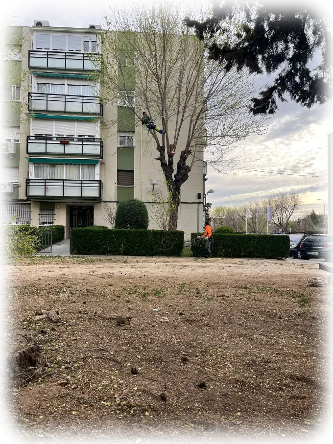 Desbroce de fincas Limpieza de terrenos