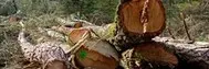 Tala y poda de árboles poda y tala de árboles