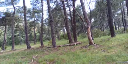 Curiosidades desbroces forestales Fincas Desbroces fincas y parcelas