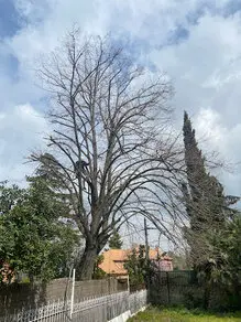 Tala y poda en altura de árboles Segovia