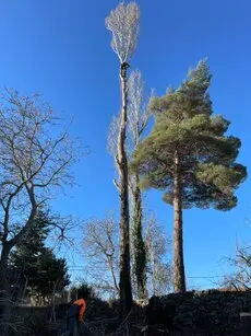 Tala de árboles en altura, Provinvia de Toledo