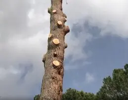 Tala y poda en altura Toledo. Podas de árboles en altura, provincia Toledo y provincia