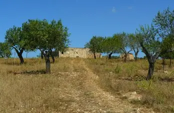 limpiezas de terrenos y parcelas en la provincia de Toledo Desbrozamos fincas y limpiamos parcelas en provincia de Toledo