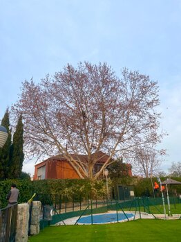 TALA Y PODA EN ALTURA DE ÁRBOLES ÁVILA
