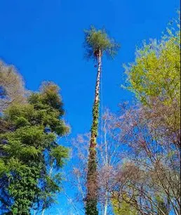 Alpedrete Tala y poda