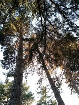 Podas y talas de árboes en altura Avila