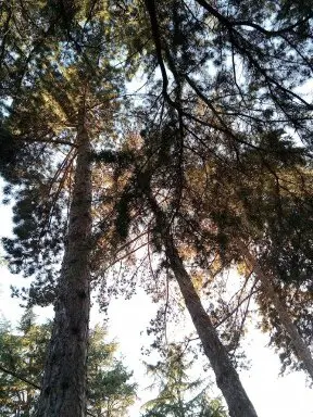 Podas y talas de árboes en altura Cantimpalos, Segovia Cantimpalos, Podas y talas de árboes en altura Segovia