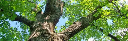 Empresa de podas en Altura Tala y poda de árboles