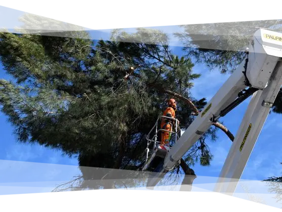 PODA Y TALA DE ÁRBOLES Instaladores de riego automático