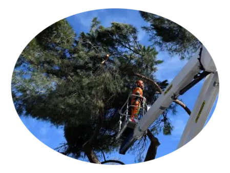 Poda de árboles en altura