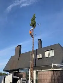 Poda de árboles en altura Madrid Podadores de árboles en altura