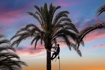 Tala y poda árboles en altura Tarragona y provincia