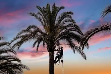 Tala y poda árboles en altura Tarragona y provincia