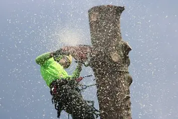 Tala y poda en altura de árboles en Tarragona