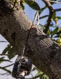 TALA DE ÁRBOLES EN MADIRD TALADORES Y PODADORES DE ÁRBOLES EN MADRID
