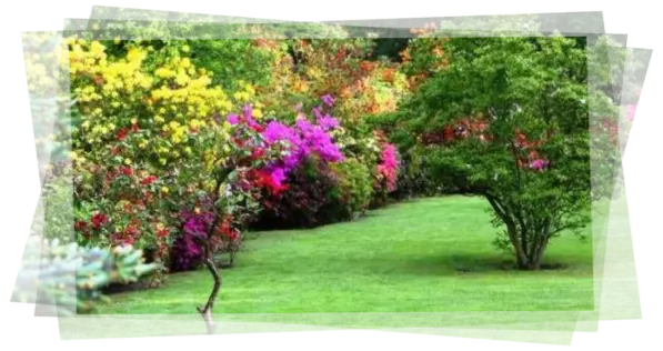 Podas de árboles en tu jardín Servicio de jardinería