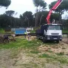 Podas de árboles en Becerril de la Sierra Madrid