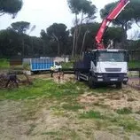 Podas y talas de árboles en Majadahonda