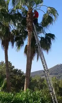 Podas y talas de árboes en altura Avila