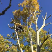 Tala y poda en altura de árboles en Alicante y provincia