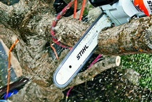 Talas y podas en altura de árboles en Almería