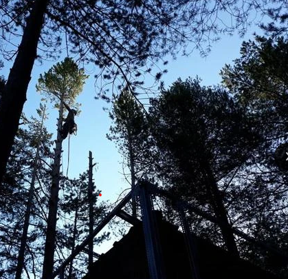 Tala y poda en alturas de árboles en Almería y provincia