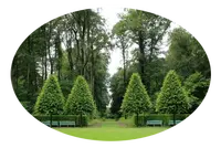 Tala y podas en altura de árboles en altura, Almería 