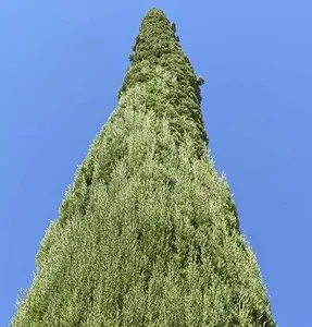 TALA Y PODA EN ALTURA DE ÁRBOLES, ALMERÍA 