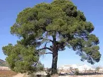 Taladores de árboles grandes en Ávila