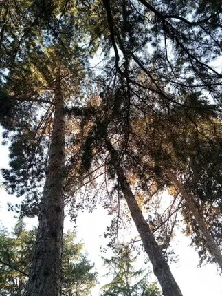 Podas y talas de árboes en altura Avila