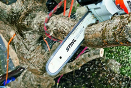 Podas de altura Avila