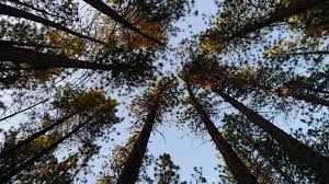 Talas y podas de árboles en altura Avila