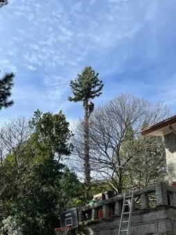 Talas controladas y Podadores de árboles