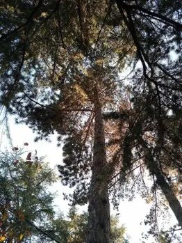 Podamos en altura talas controladas de árboles