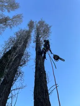Talas controladas y podas de árboles