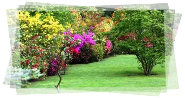 Podas de árboles en tu jardín Servicio de jardinería