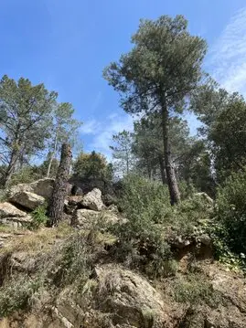 Podas y talas en altura Jaén