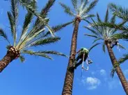 Podas en altura de palmeras, Castellón