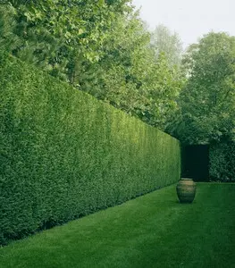 Tala y poda en Altura de árboles en Sevilla y municipios