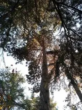 Tala y poda en altura de árboles JAÉN