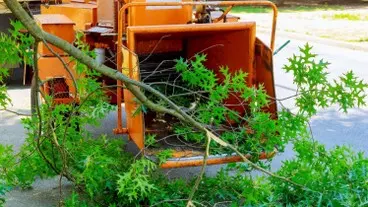 Tala y poda en Altura de árboles en Sevilla y municipios