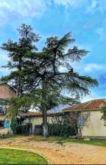 Tala y poda en altura de árboles en Cuenca