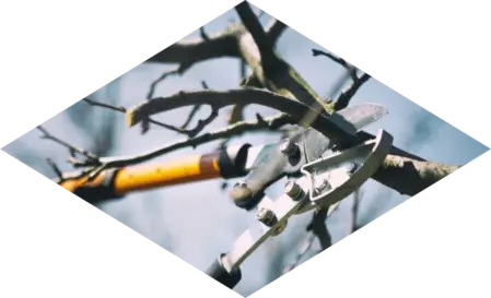 Plantas y arbustos a podar