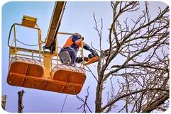 Podas de altura ÁRBOLES Girona 