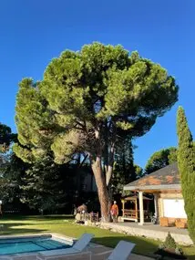 Tala y poda en Altura de árboles en Granada y provincia