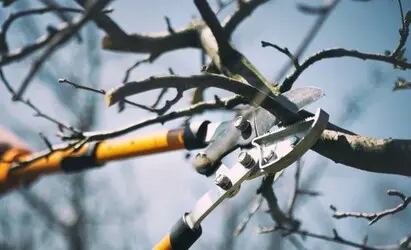 Tala y poda en Altura de árboles en Sevilla y municipios