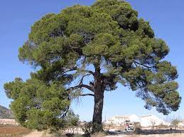 Taladores de árboles grandes en Segovia 