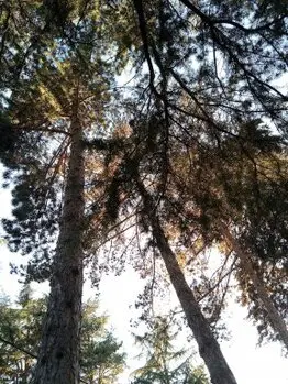 Podas y talas de árboes en altura Guadalajara