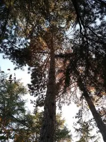 Podas y talas en Cebreros ÁVILA